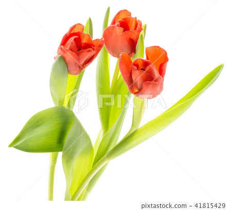 Red tulip isolated on white Red tulip isolated on white 41815429