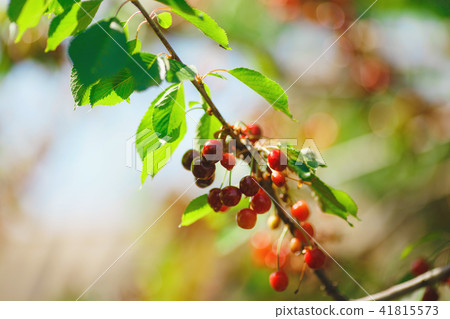 cherry or sweet cherry on the tree cherry or sweet cherry on the tree 41815573
