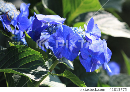 Blue hydrangea 41815775