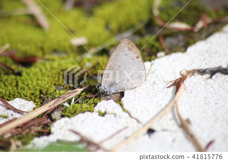 Yamato Shizimi 41815776