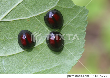 Red-faced red tento 41815777