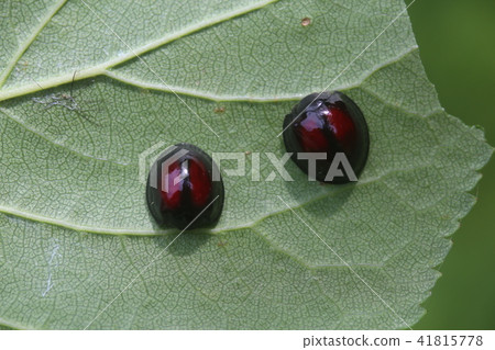 Red-faced red tento 41815778