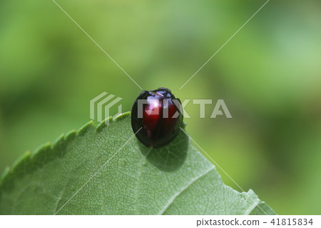 Red-faced red tento 41815834