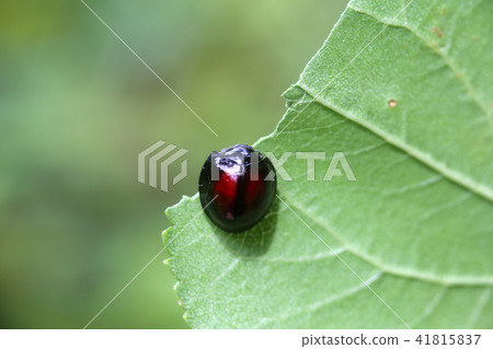 Red-faced red tento 41815837