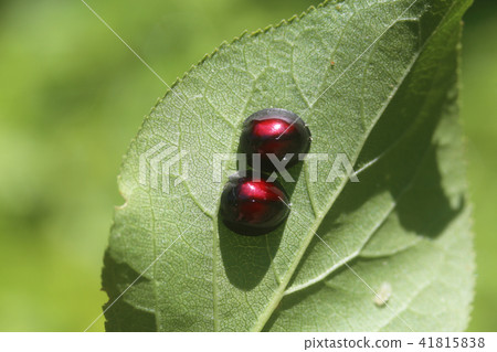 Red-faced red tento Red-faced red tento 41815838