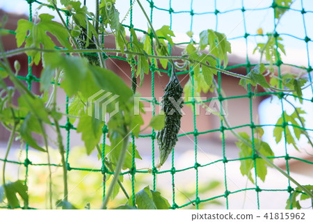 苦瓜的果實 41815962