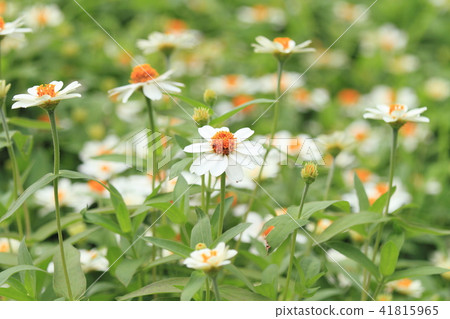 Zinnia Flower Zinnia Flower 41815965