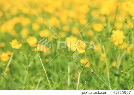 Kibana cosmos flower 41815967