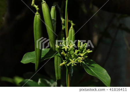 天然植物Horai kagami,水果和花朵和葉子。因為它有毒所以不要自然進食 天然植物Horai kagami,水果和花朵和葉子。因為它有毒所以不要自然進食 41816411