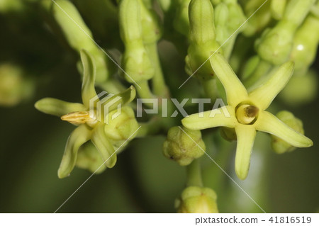 Natural plant Horai Kagami is a flower. It is small and plain but various insects are invited to honey 41816519