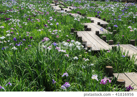 Miyaji Dake Shrine的虹膜 Miyaji Dake Shrine的虹膜 41816956