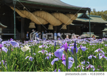 The iris of Miyaji Dake Shrine The iris of Miyaji Dake Shrine 41816958