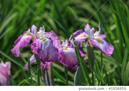 The iris of Miyaji Dake Shrine The iris of Miyaji Dake Shrine 41816959