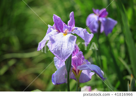 The iris of Miyaji Dake Shrine 41816966