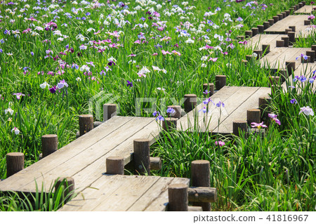 The iris of Miyaji Dake Shrine The iris of Miyaji Dake Shrine 41816967