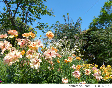 毛茛屬LUX 毛茛屬LUX 41816986