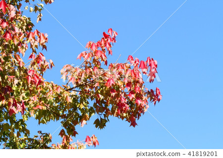 Toukaede autumn leaves 41819201