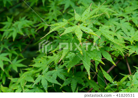 A wet maple 41820531