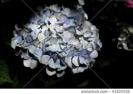 Hydrangea of the Okino Shrine · 6 Hydrangea of the Okino Shrine · 6 41820536