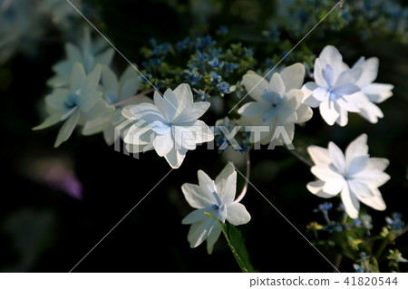 Hydrangea of a Temple Shrine · 14 41820544