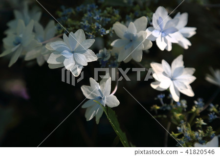 Hydrangea of the Okin Shrine · 15 Hydrangea of the Okin Shrine · 15 41820546