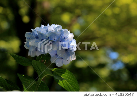 Hydrangea of Okin Shrine · 16 Hydrangea of Okin Shrine · 16 41820547
