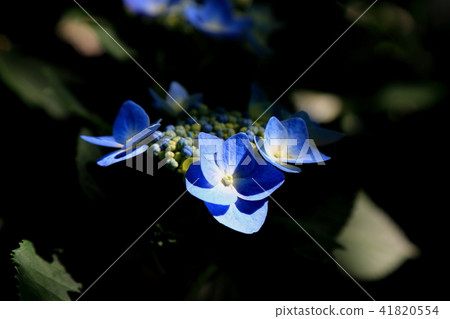 Hydrangea of the God Shrine · 20 Hydrangea of the God Shrine · 20 41820554