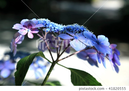 Hydrangea of the Okino Shrine · 21 41820555