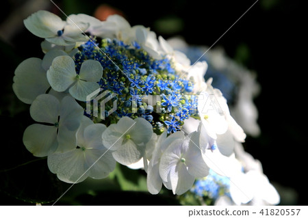 Hydrangea of the Okin Shrine · 22 41820557