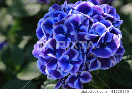 Hydrangea of the Okino Shrine · 23 41820559