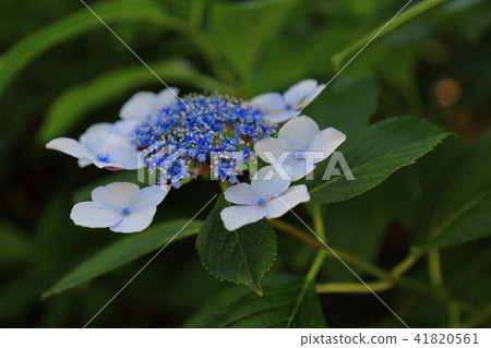 Hydrangea of the Okin Shrine · 24 41820561