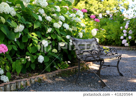 Hydrangea of the Okin Shrine · 27 Hydrangea of the Okin Shrine · 27 41820564