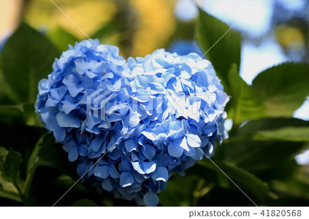 The hydrangea of the shrine · hydrangea · 31 The hydrangea of the shrine · hydrangea · 31 41820568