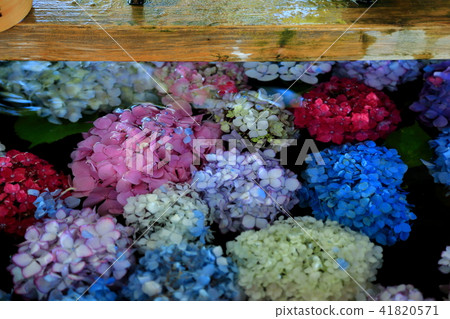 Hydrangea of the Okin Shrine · 34 41820571