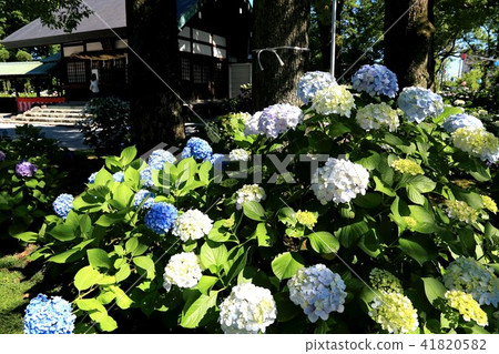 Hydrangea of the Okin Shrine · 35 41820582