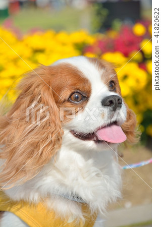 Cavalier Cavalier 41820622