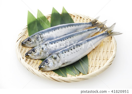沙丁魚 41820951