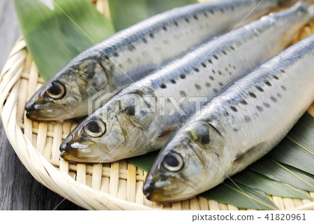 沙丁魚 41820961