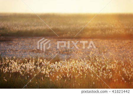 Gyeonggi Province, Hwaseong City, Sui Island Gyeonggi Province, Hwaseong City, Sui Island 41821442
