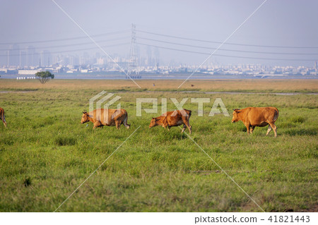 Gyeonggi Province, Hwaseong City, Sui Island Gyeonggi Province, Hwaseong City, Sui Island 41821443