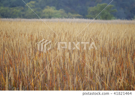 Gyeonggi Province, Hwaseong City, Sui Island 41821464