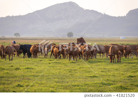 Gyeonggi Province, Hwaseong City, Sui Island 41821520