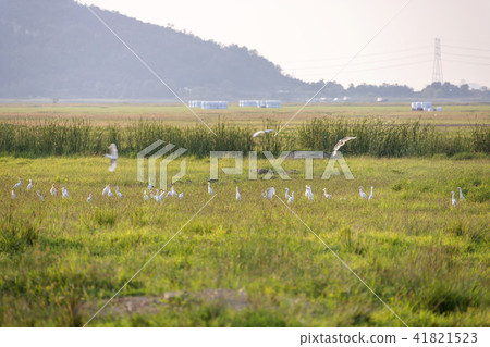 Gyeonggi Province, Hwaseong City, Sui Island 41821523