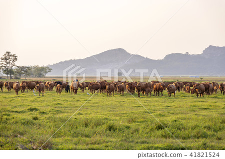 穗島華城市京畿道 41821524