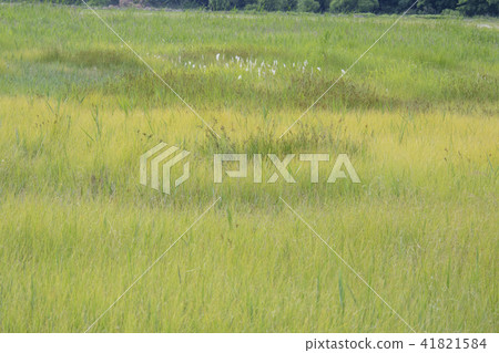 Gyeonggi Province, Hwaseong City, Songsan-myeon, Ecological Park Gyeonggi Province, Hwaseong City, Songsan-myeon, Ecological Park 41821584