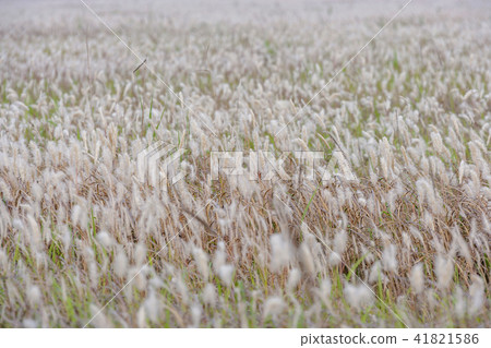 Gyeonggi Province, Hwaseong City, Songsan-myeon, Ecological Park 41821586