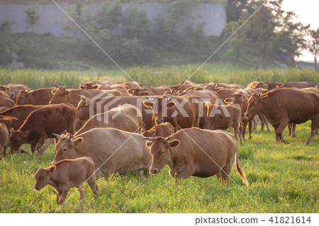 穗島華城市京畿道 41821614