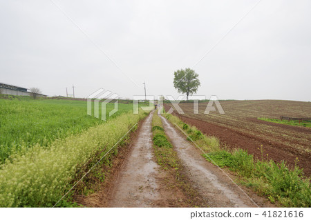 京畿道，安城市，安城牧場 41821616