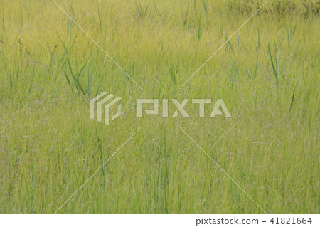 Gyeonggi Province, Hwaseong City, Songsan-myeon, Ecological Park Gyeonggi Province, Hwaseong City, Songsan-myeon, Ecological Park 41821664