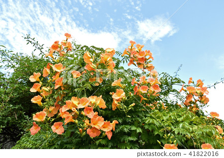 Nausua Kazura（玲花） 41822016